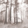Fotobehang van een hert in een bos gehuld in mist Dichte bosmist - Afbeelding 2