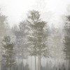 Fotobehang met bomen in grijstinten Slanke bomen in mist - afbeelding 2