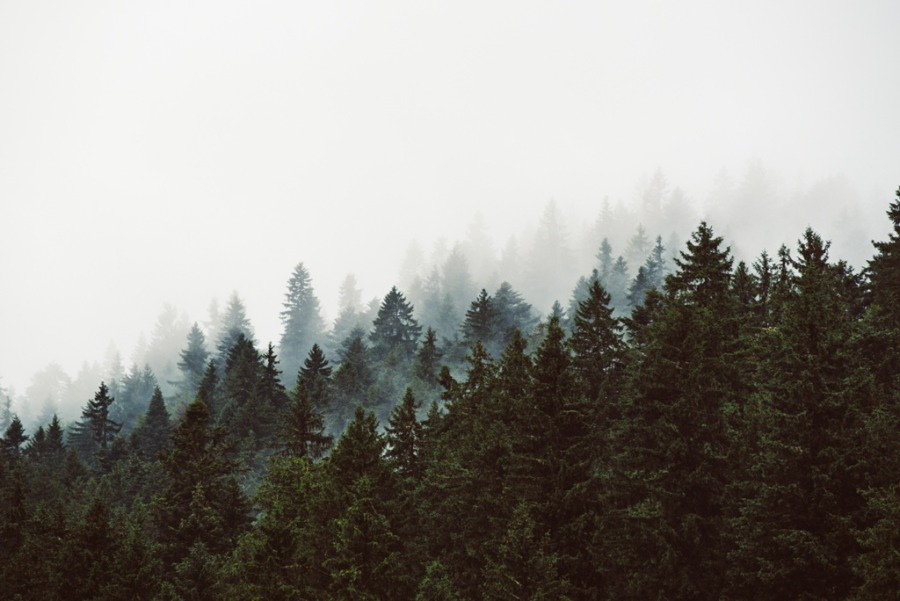 Fotobehang in donkergroen en dicht wit Donker bos in de mist - afbeelding nummer 2