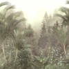 Tropisch bos Fotobehang Palm Fans - afbeelding nummer 2