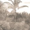 Fototapeta w odcieniach sepii Wysoka Palma We Mgle - zdjęcie numer 2