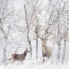 Wildlife Fotobehang in besneeuwde winter Herten in het Witte Woud - afbeelding nummer 2