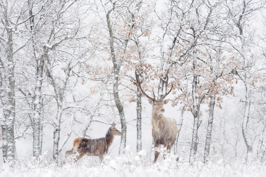 Wildlife Fotobehang in besneeuwde winter Herten in het Witte Woud - afbeelding nummer 2