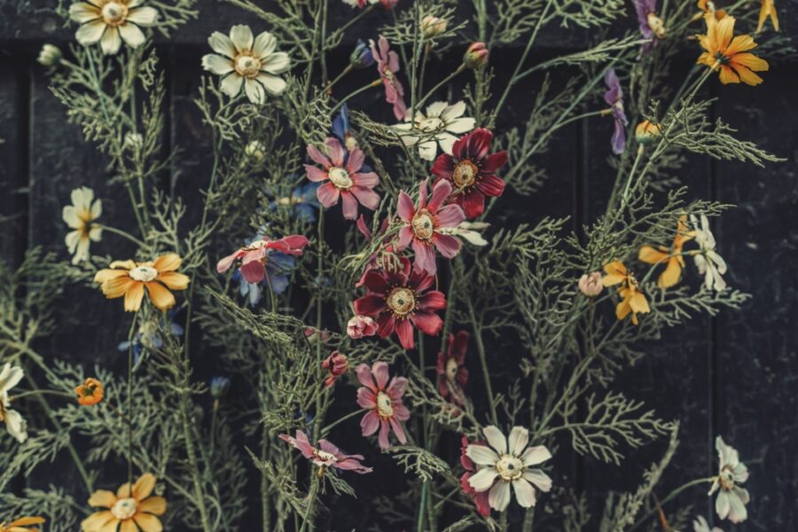 Fotobehang van kleurrijke bloemen op een donkere achtergrond Tuin Bloemenmuur - afbeelding nummer 2