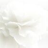 Fotobehang met bloemmotief in uitvergroot en stijlvol en tijdloos kleurenschema White Flower - afbeelding nummer 2