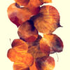 Herfstbladeren Fotobehang - Afbeelding 2