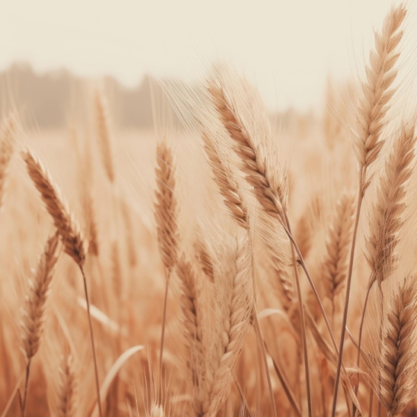 Fotobehang Herfstgefluister van de granen