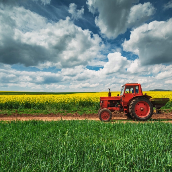 Fotobehang In het hart van het veld