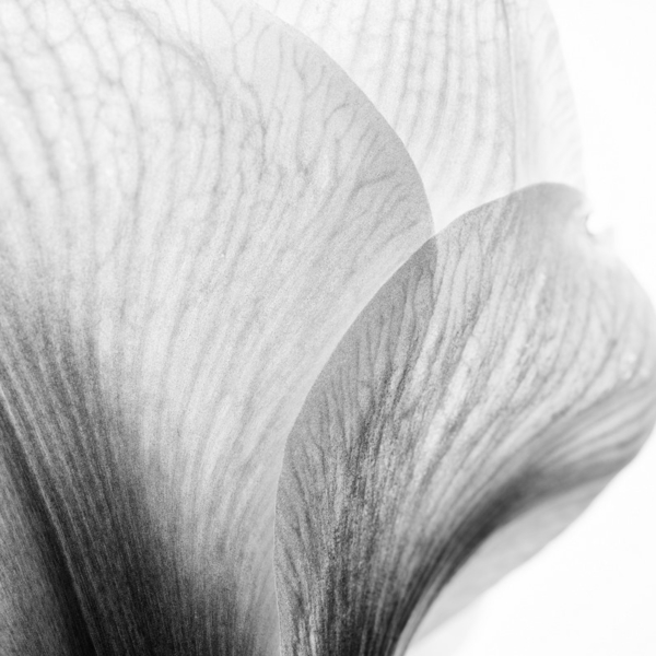 Fotobehang Het geheim van het bloemblaadje