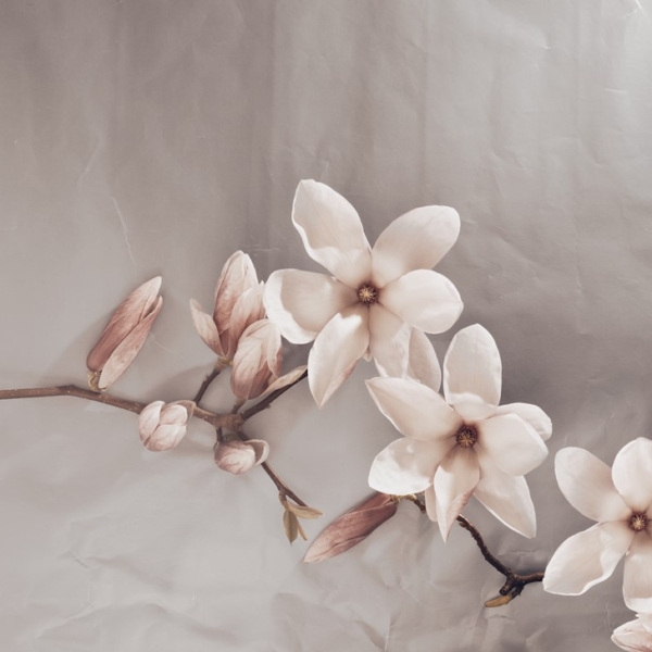 Fotobehang Beige magnolia’s